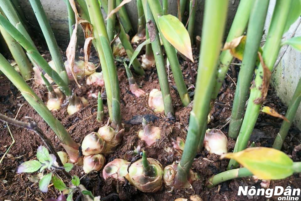 chăm sóc gừng trong chậu
