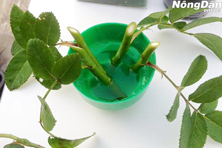 ngâm cành hoa hồng với kích rể n3m
