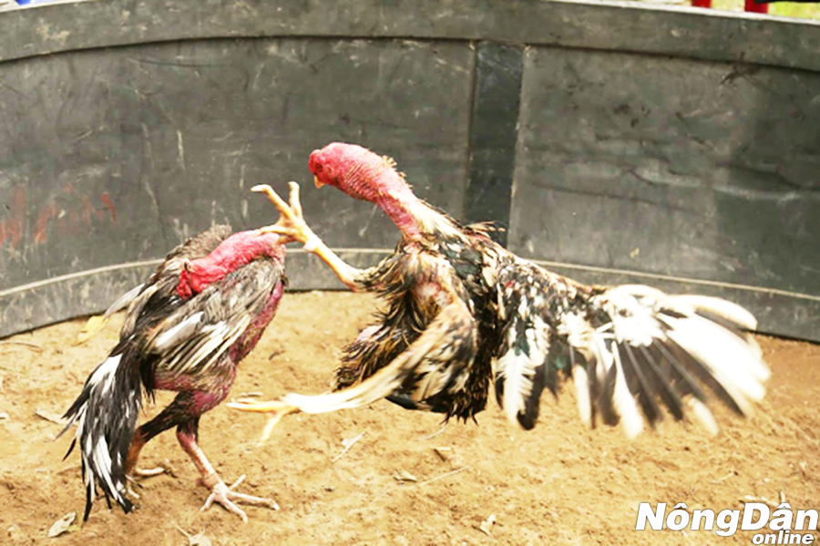 thế gà đá khai vựa lúa