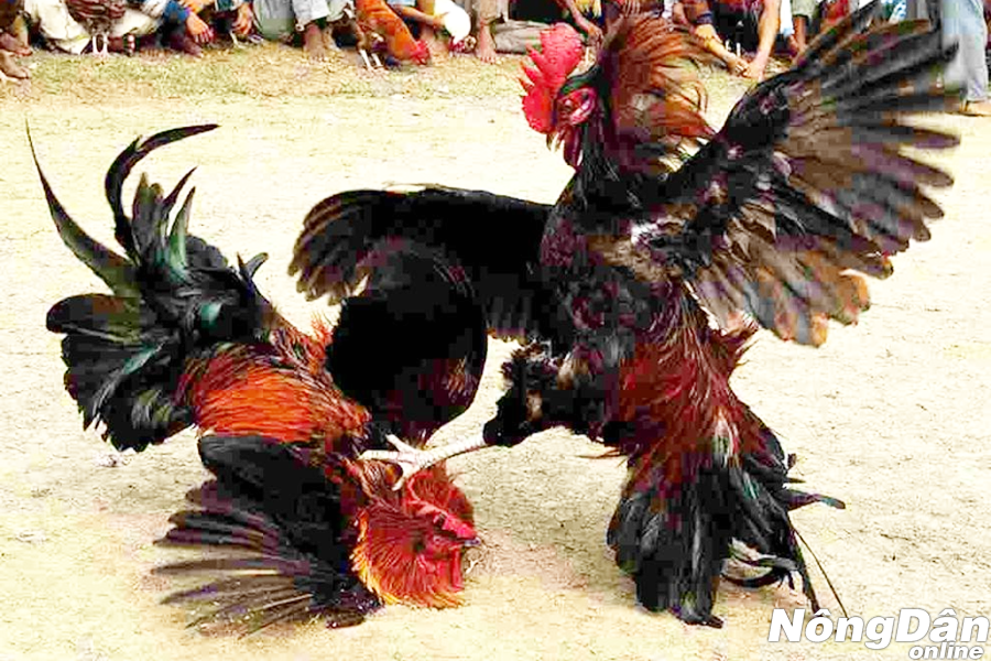 đòn gà đá xạ