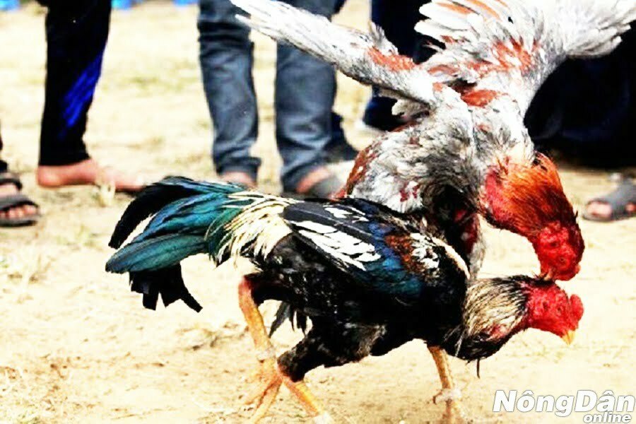 thế gà đá sỏ