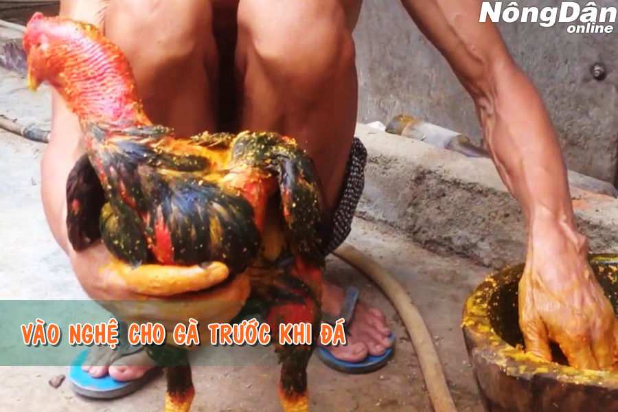 vào nghệ cho gà trước khi đá