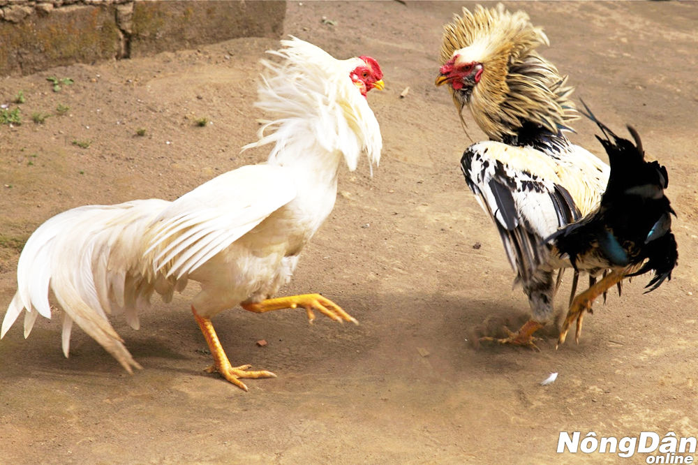 cho gà nòi giống xổ nhau