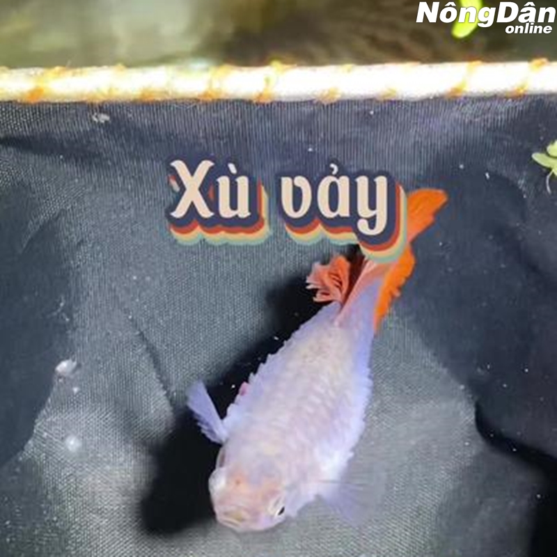 cá bảy màu bị bệnh xù vảy